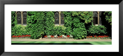 Ivy Covered Wall, Oxford University, England, United Kingdom by Panoramic Images Pricing Limited Edition Print image