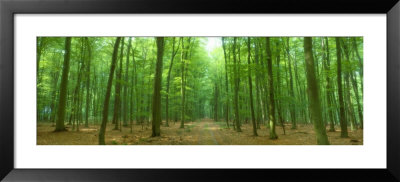 Pathway Through Forest, Mastatten, Germany by Panoramic Images Pricing Limited Edition Print image