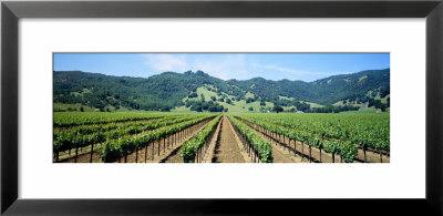Napa Valley Vineyards Hopland, Ca by Panoramic Images Pricing Limited Edition Print image