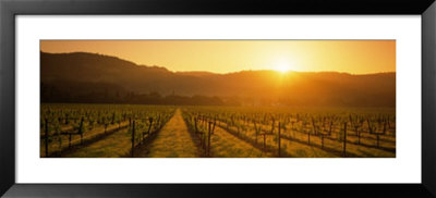 Vineyard, Napa Valley, California, Usa by Panoramic Images Pricing Limited Edition Print image
