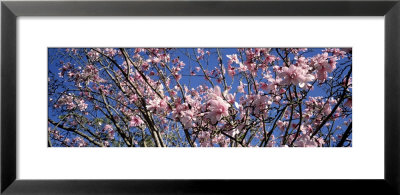 Magnolias, Golden Gate Park, San Francisco, California, Usa by Panoramic Images Pricing Limited Edition Print image