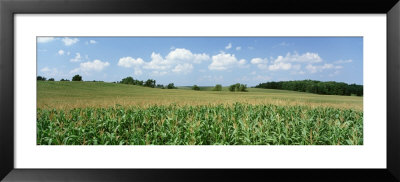 Corn Crop In A Field, Wyoming County, New York State, Usa by Panoramic Images Pricing Limited Edition Print image