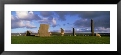 Sheep, Stones Of Stenness, Orkney Islands, Scotland, United Kingdom by Panoramic Images Pricing Limited Edition Print image