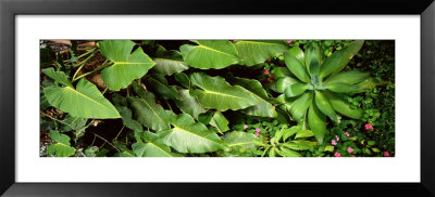 Tropical Vegetation, Costa Rica by Panoramic Images Pricing Limited Edition Print image