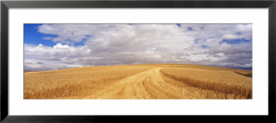 Wheat Field, Washington State, Usa by Panoramic Images Pricing Limited Edition Print image