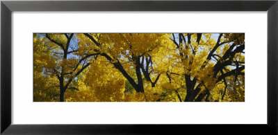 Low Angle View Of Cottonwood Trees, Taos, New Mexico, Usa by Panoramic Images Pricing Limited Edition Print image
