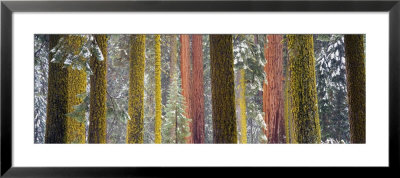 Giant Sequoia, California, Usa by Panoramic Images Pricing Limited Edition Print image
