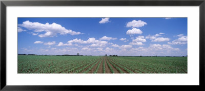 Cornfield, Marion County, Illinois, Usa by Panoramic Images Pricing Limited Edition Print image