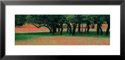 Indian Paintbrushes And Scattered Oaks, Texas Hill Co, Texas, Usa by Panoramic Images Pricing Limited Edition Print image