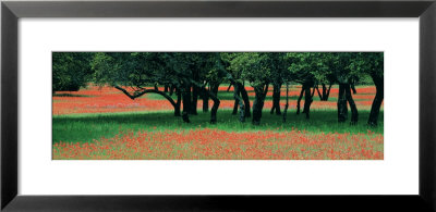 Indian Paintbrushes And Scattered Oaks, Texas Hill Co, Texas, Usa by Panoramic Images Pricing Limited Edition Print image