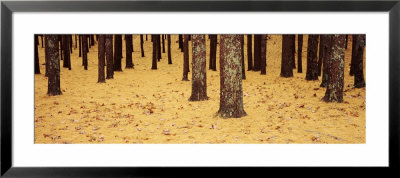 Low Section View Of Pine And Oak Trees, Cape Cod, Massachusetts, Usa by Panoramic Images Pricing Limited Edition Print image