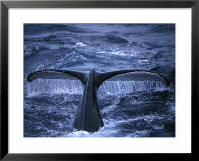 Humpback Whale Raising Tail Fluke Before Diving, Alaska Peninsula, Alaska, Usa by Howie Garber Pricing Limited Edition Print image