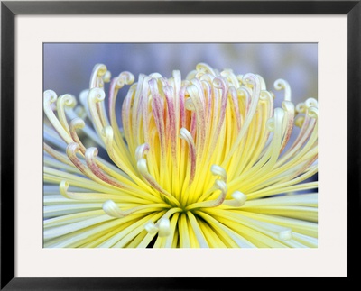 Chrysanthemum, Asakusa, Tokyo, Japan by Rob Tilley Pricing Limited Edition Print image
