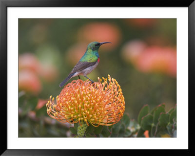 Southern Doublecollared Sunbird, Perched On Pincushion Protea, Kirstenbosch Botanical Garden by Steve & Ann Toon Pricing Limited Edition Print image