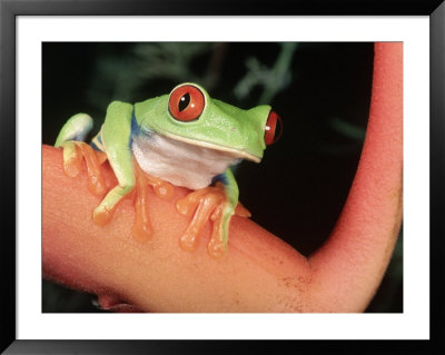Red-Eyed Tree Frog, Central & South America by Marian Bacon Pricing Limited Edition Print image