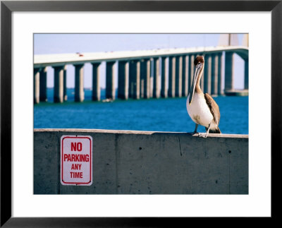 Brown Pelican In Front Of Sunshine Skyway Bridge, Tampa Bay, Tampa, Florida by David Tomlinson Pricing Limited Edition Print image
