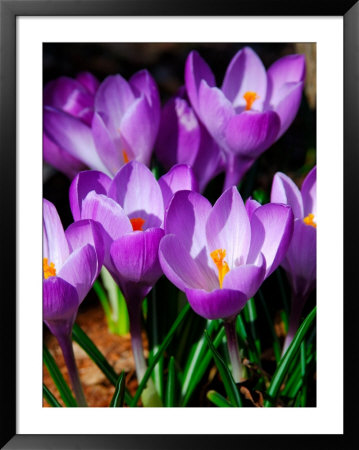 Crocus, Reading, Massachusetts by Lisa S. Engelbrecht Pricing Limited Edition Print image