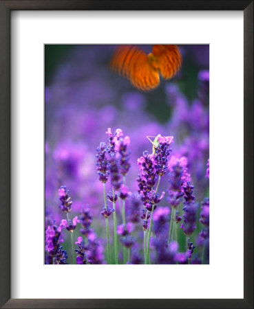 Lavender And Butterflies, Provence-Alpes-Cote D'azur, France by Dan Herrick Pricing Limited Edition Print image