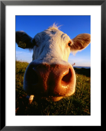 Close-Up Of Cow's Nose At Glumslovs Backar, Landskrona, Skane, Sweden by Anders Blomqvist Pricing Limited Edition Print image