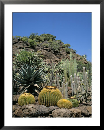 Cacti, Palmitos Park, Gran Canaria, Canary Islands, Spain by G Richardson Pricing Limited Edition Print image
