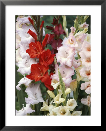 Gladiolus, Mixed Variety Close-Up Of Flowering Stems by Michele Lamontagne Pricing Limited Edition Print image