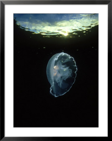 Moon Jellyfish, British Columbia, Canada by David B. Fleetham Pricing Limited Edition Print image