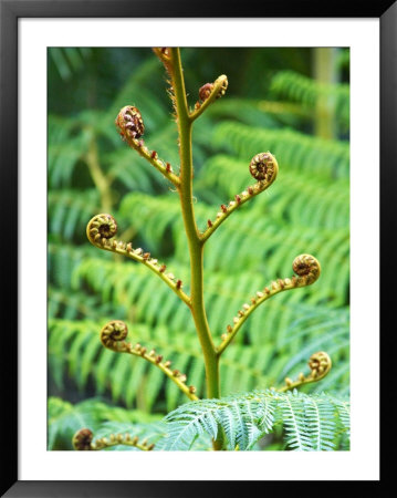 Fern, Queensland, Australia by David Wall Pricing Limited Edition Print image