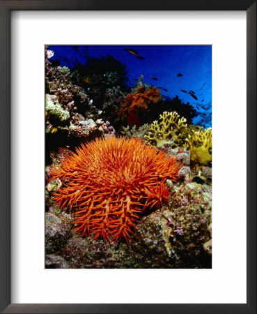 Crown Of Thorns Starfish At Stingray Station, Red Sea, Suez, Egypt by Mark Webster Pricing Limited Edition Print image