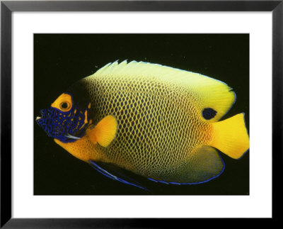 Blue-Faced Angelfish, Pomacanthus Xanthometopon by Philippe Poulet Pricing Limited Edition Print image