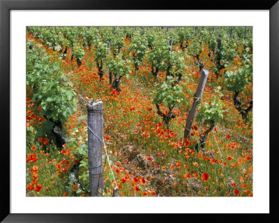 Vineyards Near Sauterne, Gironde, Aquitaine, France by Michael Busselle Pricing Limited Edition Print image