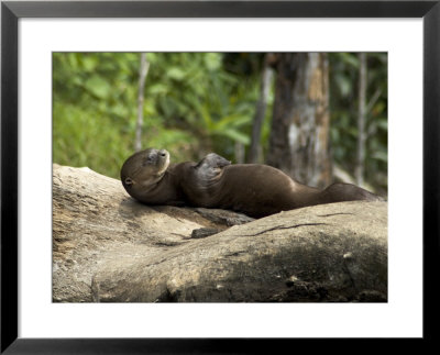 Giant River Otter Rests On A Log At Lake Balbina by Nicole Duplaix Pricing Limited Edition Print image