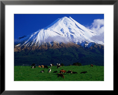 Cattle Graze Beneath The Dormant Volcano Mt. Taranaki, Or Egmont, Taranaki, New Zealand by David Wall Pricing Limited Edition Print image