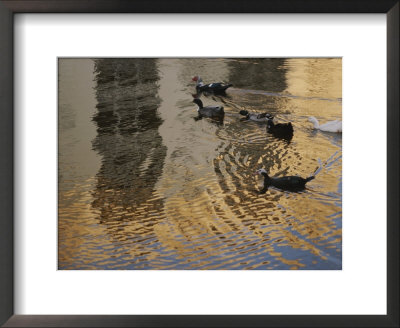 A Group Of Various Types Of Ducks Swimming Together by Raul Touzon Pricing Limited Edition Print image