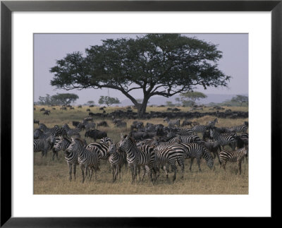 Zebras And Wildebeests In The Serengeti National Park by Annie Griffiths Belt Pricing Limited Edition Print image
