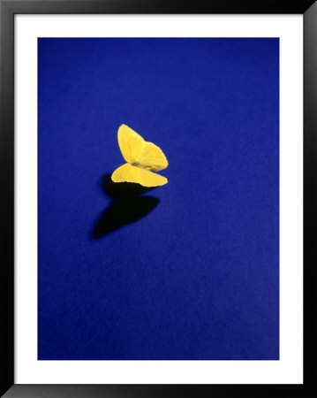 Lone Butterfly by Brian Lang Pricing Limited Edition Print image