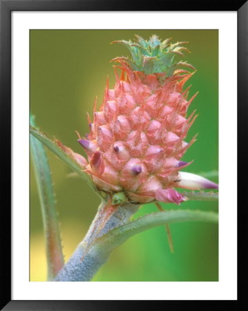 Miniature Pineapple, Naples Botanical Garden, Naples, Florida, Usa by Rob Tilley Pricing Limited Edition Print image