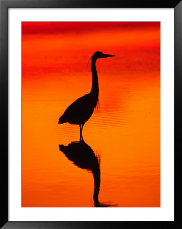 Great Blue Heron Fishing At Sunset, Sanibel Island, Ding Darling National Wildlife Refuge, Florida by Charles Sleicher Pricing Limited Edition Print image
