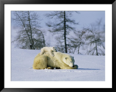 A Young Polar Bear Rests On The Back Of Its Mother by Norbert Rosing Pricing Limited Edition Print image