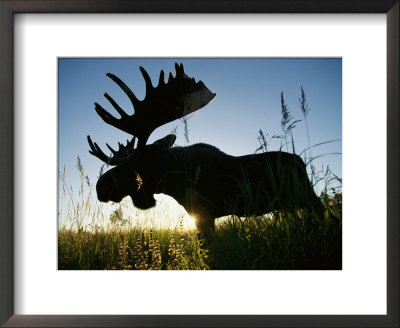 A Moose Stands In Bluejoint Grass At Sunset by Joel Sartore Pricing Limited Edition Print image