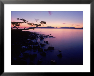 Silhouette Of Tree At Sunset, Anacortes, Wa by Jim Corwin Pricing Limited Edition Print image