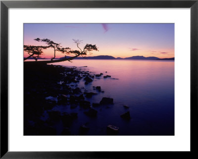 Silhouette Of Tree At Sunset, Anacortes, Wa by Jim Corwin Pricing Limited Edition Print image