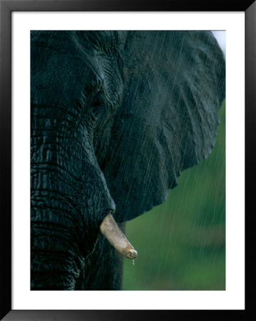 Close View Of An African Elephant Showing Its Tusks by Beverly Joubert Pricing Limited Edition Print image
