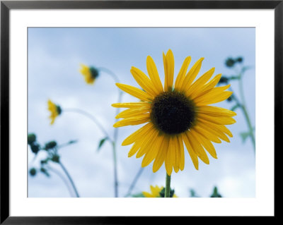 Wildflowers Near Gallup by Phil Schermeister Pricing Limited Edition Print image