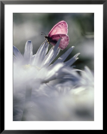 White Butterfly On White Shasta Daisies, Oregon, Usa by Janis Miglavs Pricing Limited Edition Print image