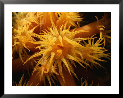 A Close View Of A Cluster Of Sea Anemones by Raul Touzon Pricing Limited Edition Print image