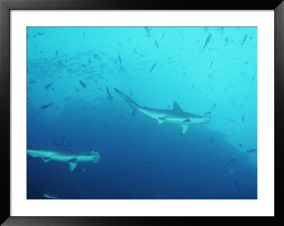 Hammerhead Sharks, Cocos Islands, Indian Ocean by Joe Stancampiano Pricing Limited Edition Print image