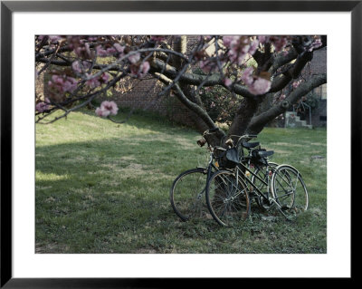 Spring Flowers Frame Two Bicycles Chained To A Tree by Stephen St. John Pricing Limited Edition Print image