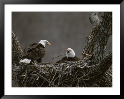A Pair Of American Bald Eagles In Their Nest by Roy Toft Pricing Limited Edition Print image