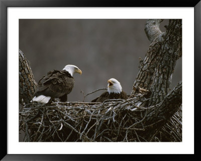 A Pair Of American Bald Eagles In Their Nest by Roy Toft Pricing Limited Edition Print image