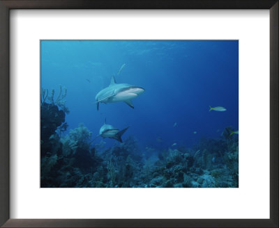 A Pair Of Caribbean Reef Sharks Swimming In A Bahamian Reef by Brian J. Skerry Pricing Limited Edition Print image